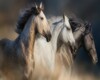 horse art photo