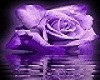 Purple Rose Lounger