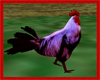 (LIR) VIKING Chicken 02.