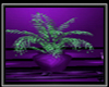 N-Club plant - violet-