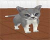 ~Gray Tuxedo kitten(A)