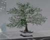 Tree in Planter