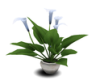 EG Lily Plant
