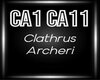 Clathrus Archeri