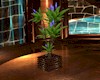 (LA) Plant with Planter