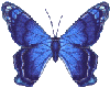 Blue Shimmer Butterfly