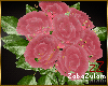 zZ Bouquet Rose Sweet