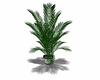 Potted palm leaf plant