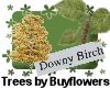 Downey birch tree