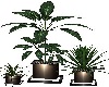club plant