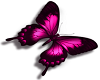 pink butterfly (L)