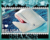 I Love Belugas
