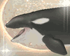 Orcas Whale