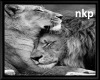 NKP-Lion Wall Art 1