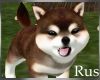 Rus: Shiba Pup 6