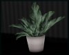 Potted Leafy Plant