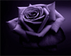 Purple Rose Cuddle Couch