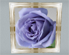 BB Blue Rose