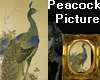Peacock Framed Picture
