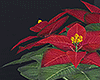 Poinsettia Christmas R/R