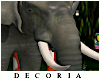 Gender Reveal Elephant