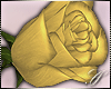 SC: Rose |Yellow