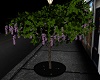 Potted Wysteria Tree