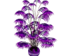 iva plant