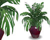 !Cafe philodendron pot