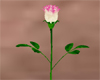 [JD] Single White Rose
