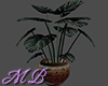 MB Philodendron Plant