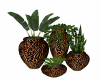 Leopard Vase Plants