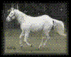 Animated Horse 50