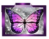 purple butterfly pic