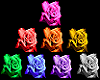 multi-coloured roses ~LC