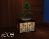 V Serenity Bonsai Tree