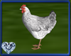 SH Chicken V3