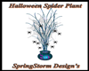 Halloween Spider Plant