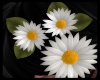 Hair Daisy