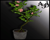 A3D* Pot Rose Colors
