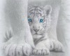 white tiger pic