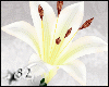 *82 Lily - White Lilies