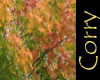 Tree in Automn