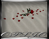 Romantic Lanterns Rose