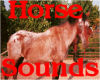 Api - Horse Sounds 1