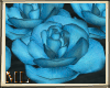 ML Blue roses