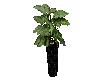 BLACK AND GOLD FERN