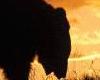 C3 Bear at sunset