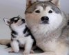 Husky Mum With Puppy