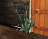 CC Cactus rosebud